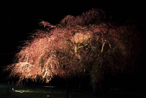 桜のタトゥーが持つ意味とは デザイン画像あり みんなのタトゥー