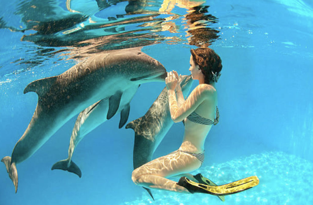 イルカと女性の友情