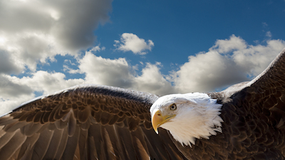 空を飛ぶ大鷲の写真