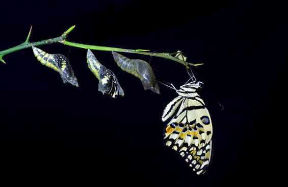 蝶の進化