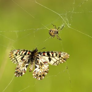 蜘蛛 スパイダー のタトゥーの意味とは クモの巣の解説もあり みんなのタトゥー