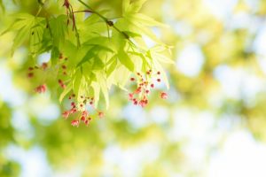 紅葉 もみじ のタトゥーの意味とは イチョウ カエデとの違いも解説 みんなのタトゥー