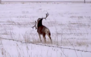鹿 シカ のタトゥーの意味とは デザイン画像あり みんなのタトゥー 鹿 シカ のタトゥーの意味とは デザイン画像あり みんなのタトゥー