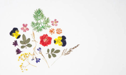 押し花の作り方